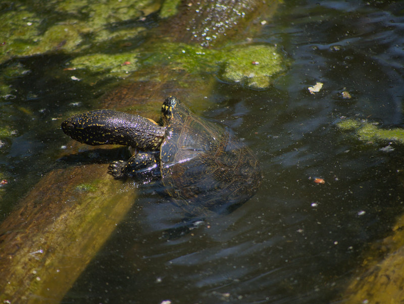 Orth,
      Tortoise